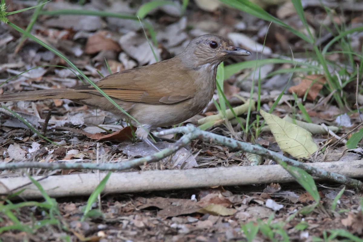 Pale-breasted Thrush - ML627740245