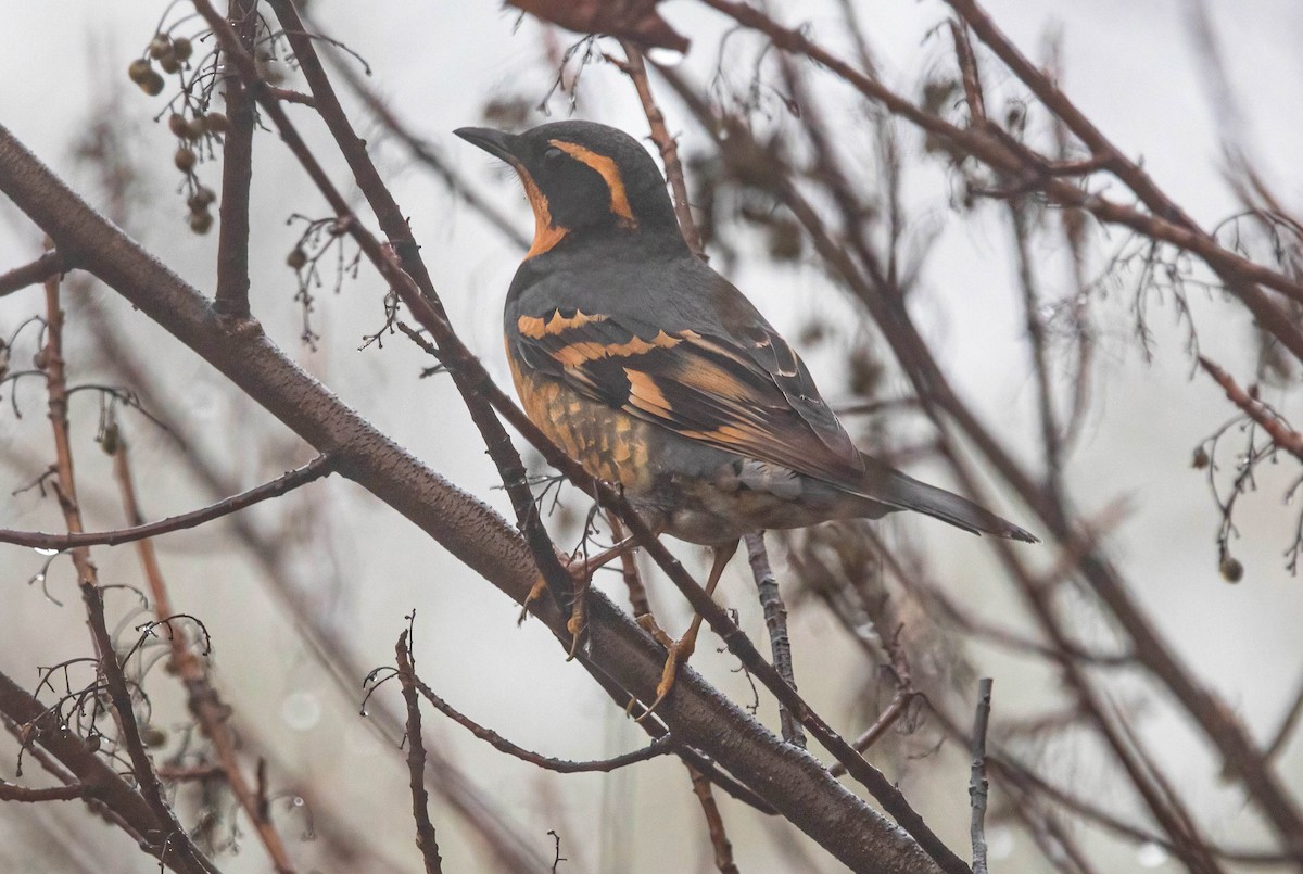 Ebird checklist 17 dec 2024 walden west restricted access 16