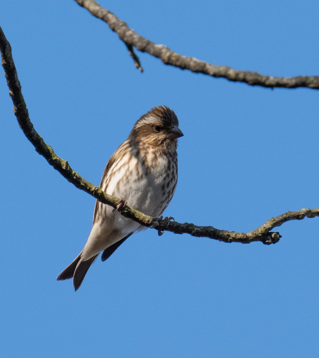 Purple Finch - ML627740257