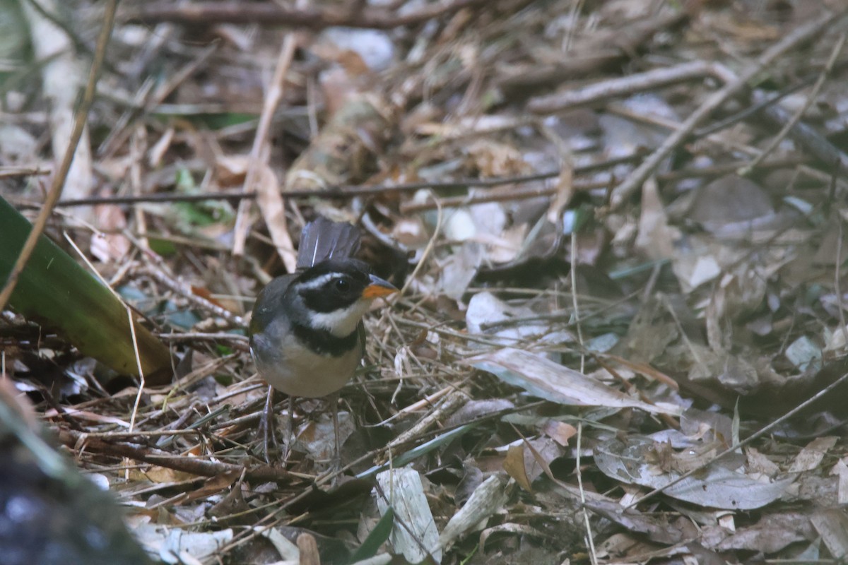 Saffron-billed Sparrow - ML627740268