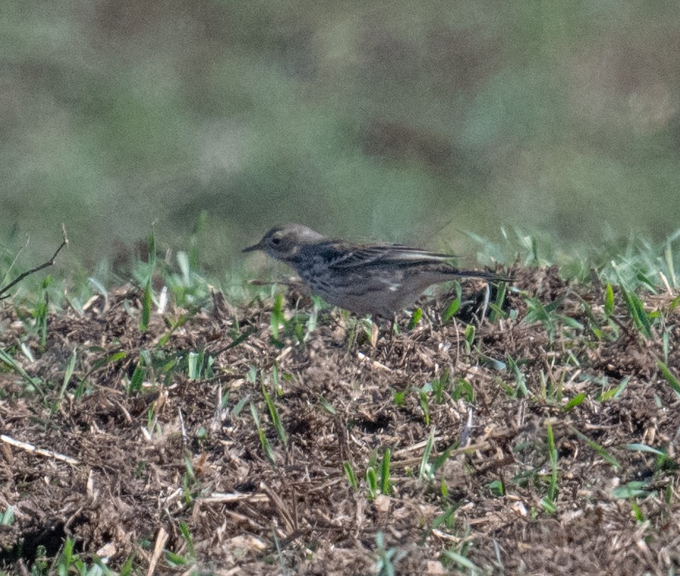 American Pipit - ML627740269