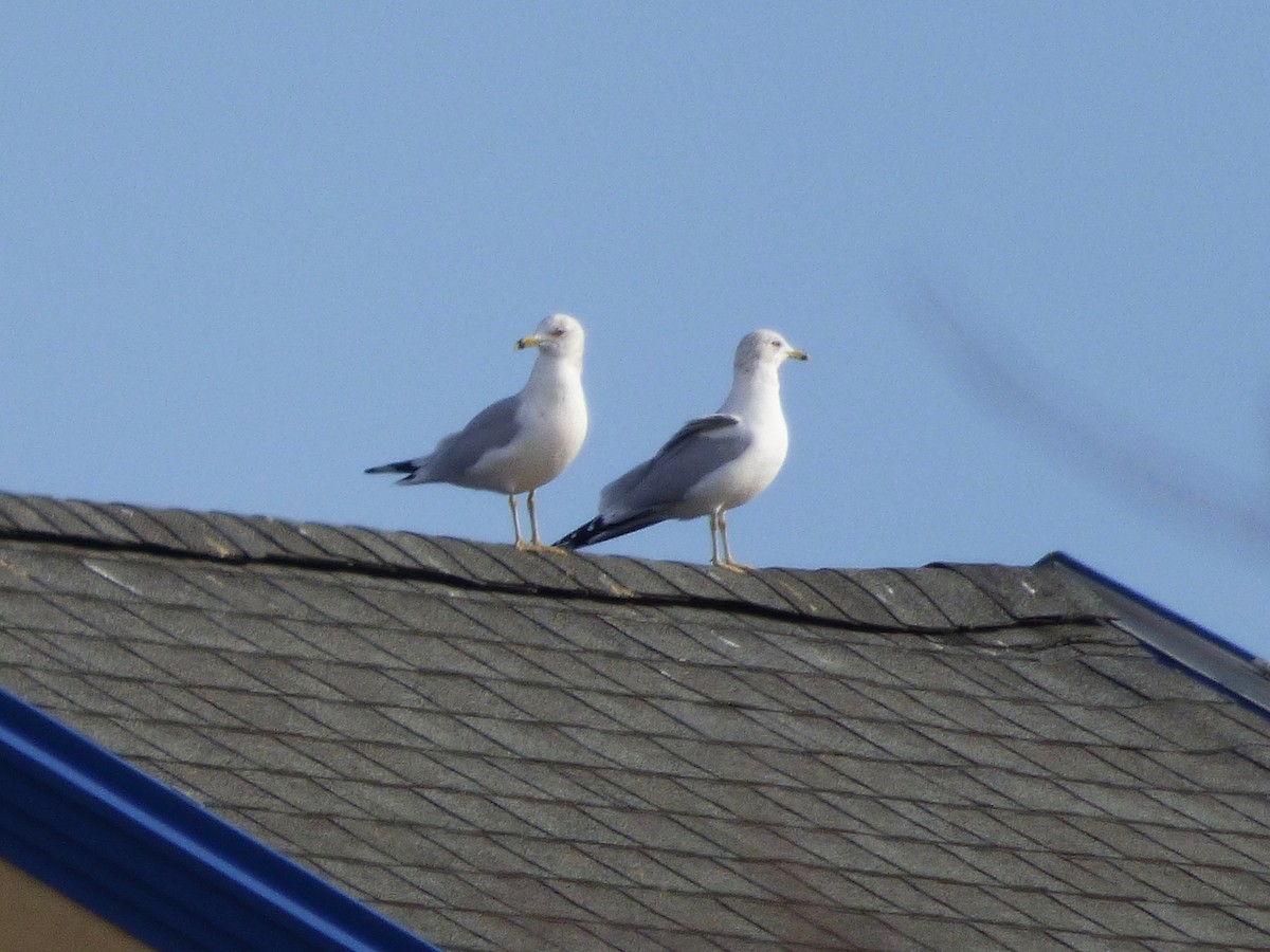 Ring-billed Gull - ML627740311