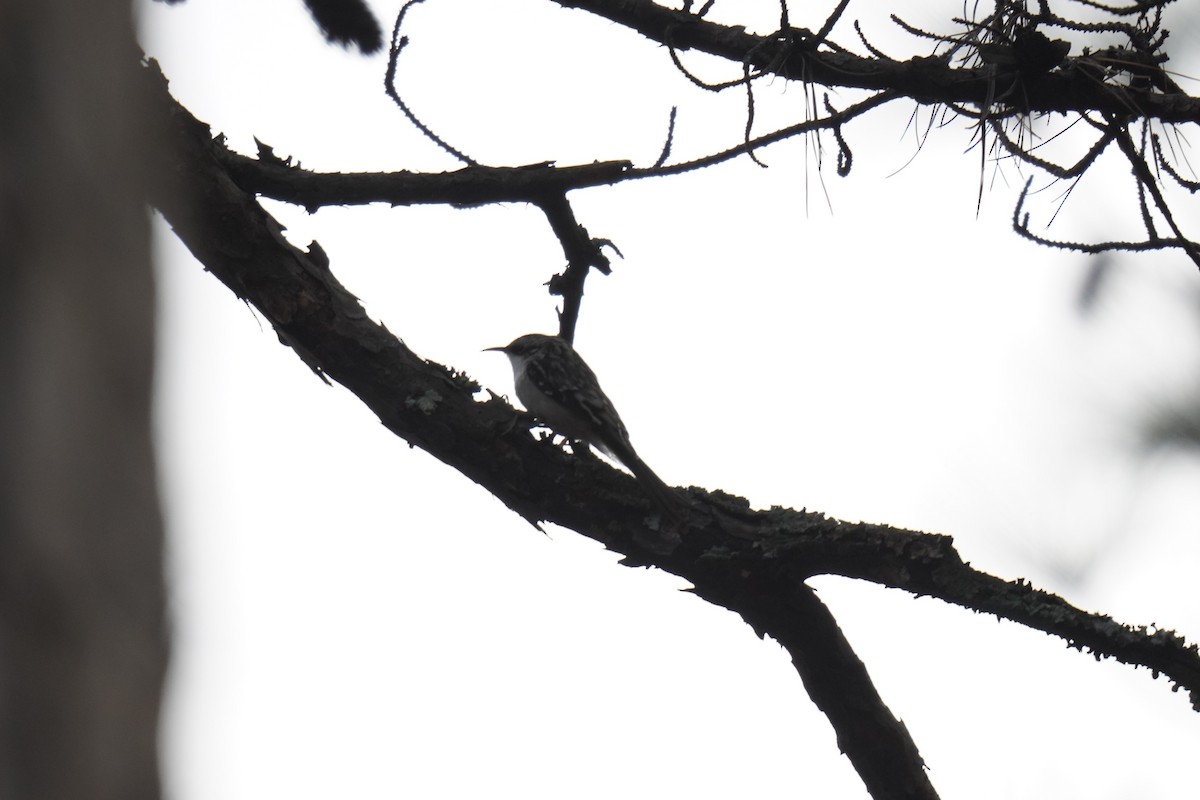 Brown Creeper - ML627740330