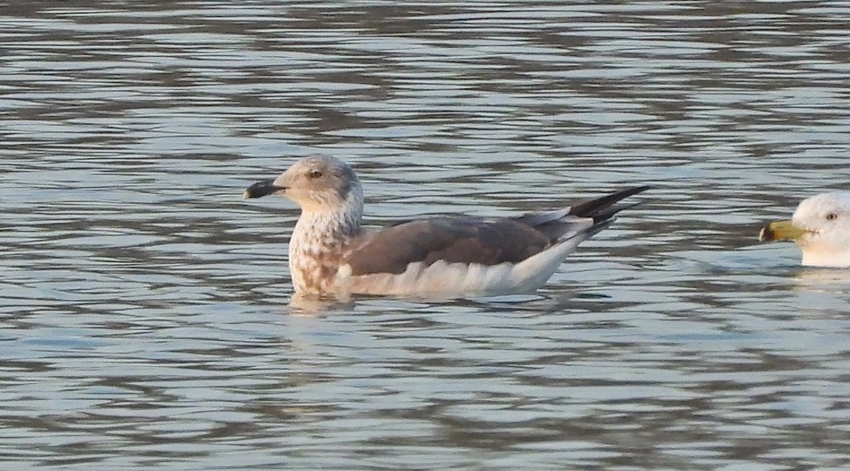 Lesser Black-backed Gull - ML627740382