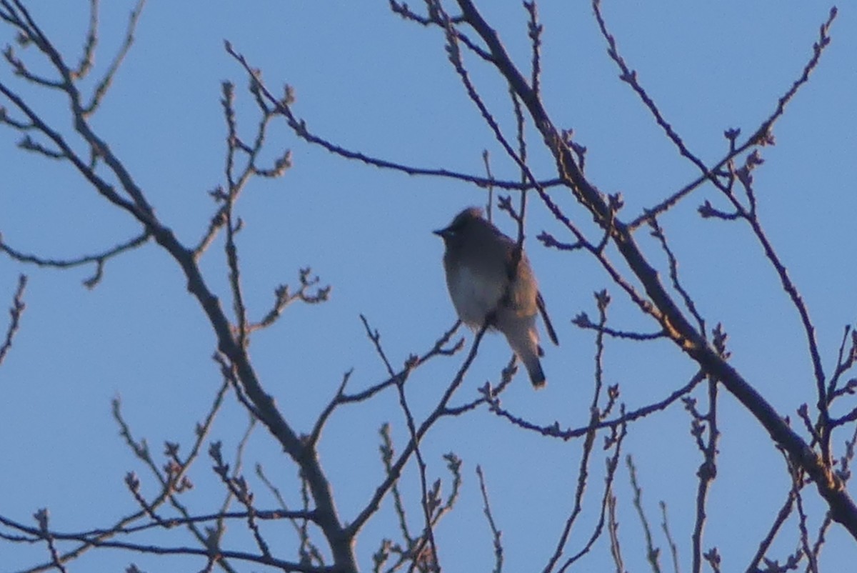 brkoslav americký - ML627740405