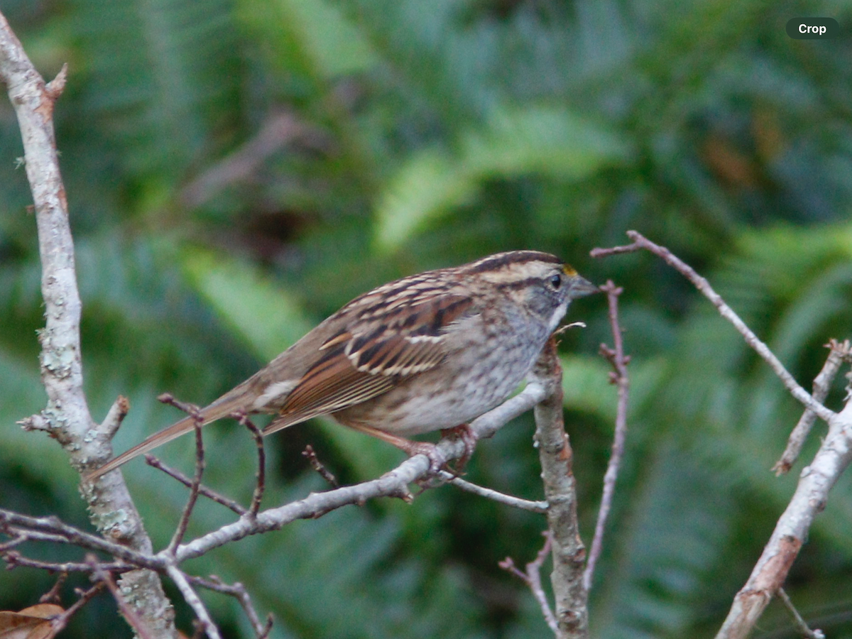White-throated Sparrow - ML627740416
