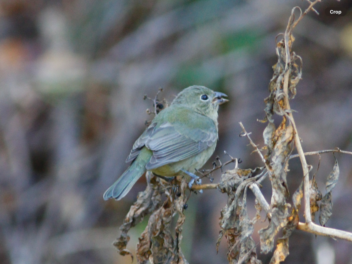 Painted Bunting - ML627740441