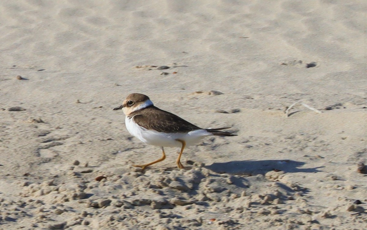 kulík říční (ssp. curonicus) - ML627740477