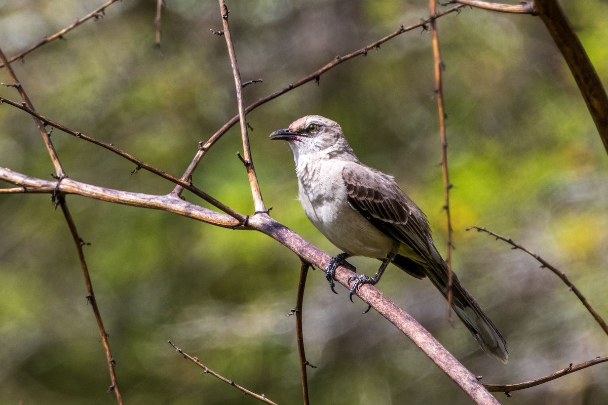 Tropical Mockingbird - ML627740568