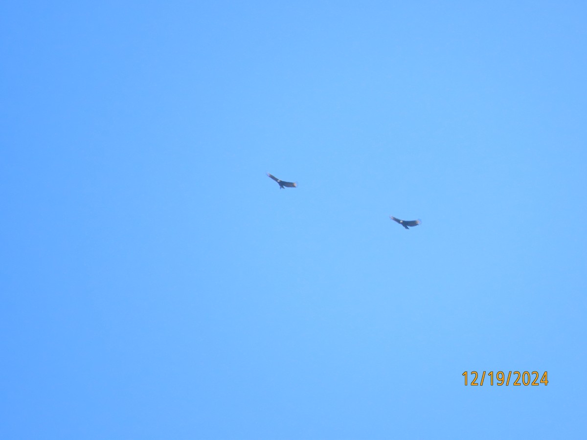Black Vulture - ML627740620