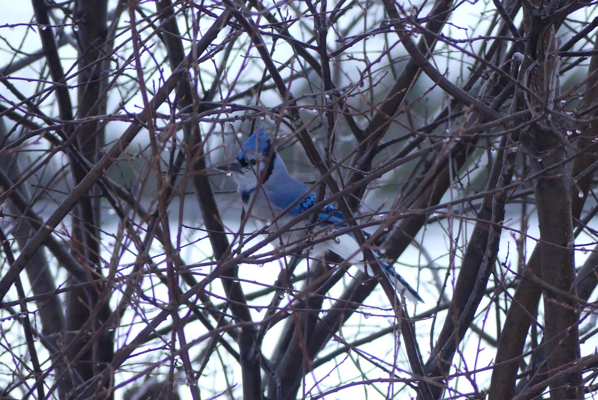 sojka chocholatá - ML627740683