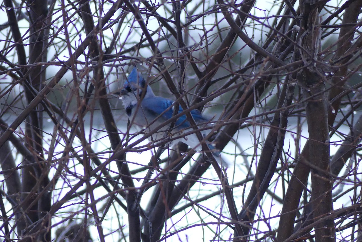 sojka chocholatá - ML627740790