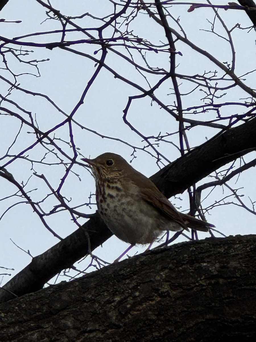 Hermit Thrush - ML627740938