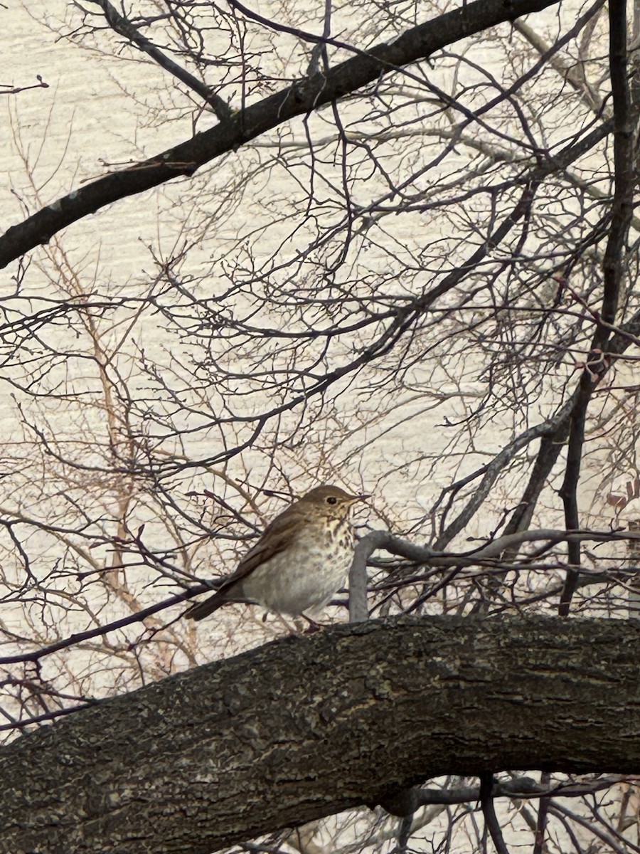 Hermit Thrush - ML627740939