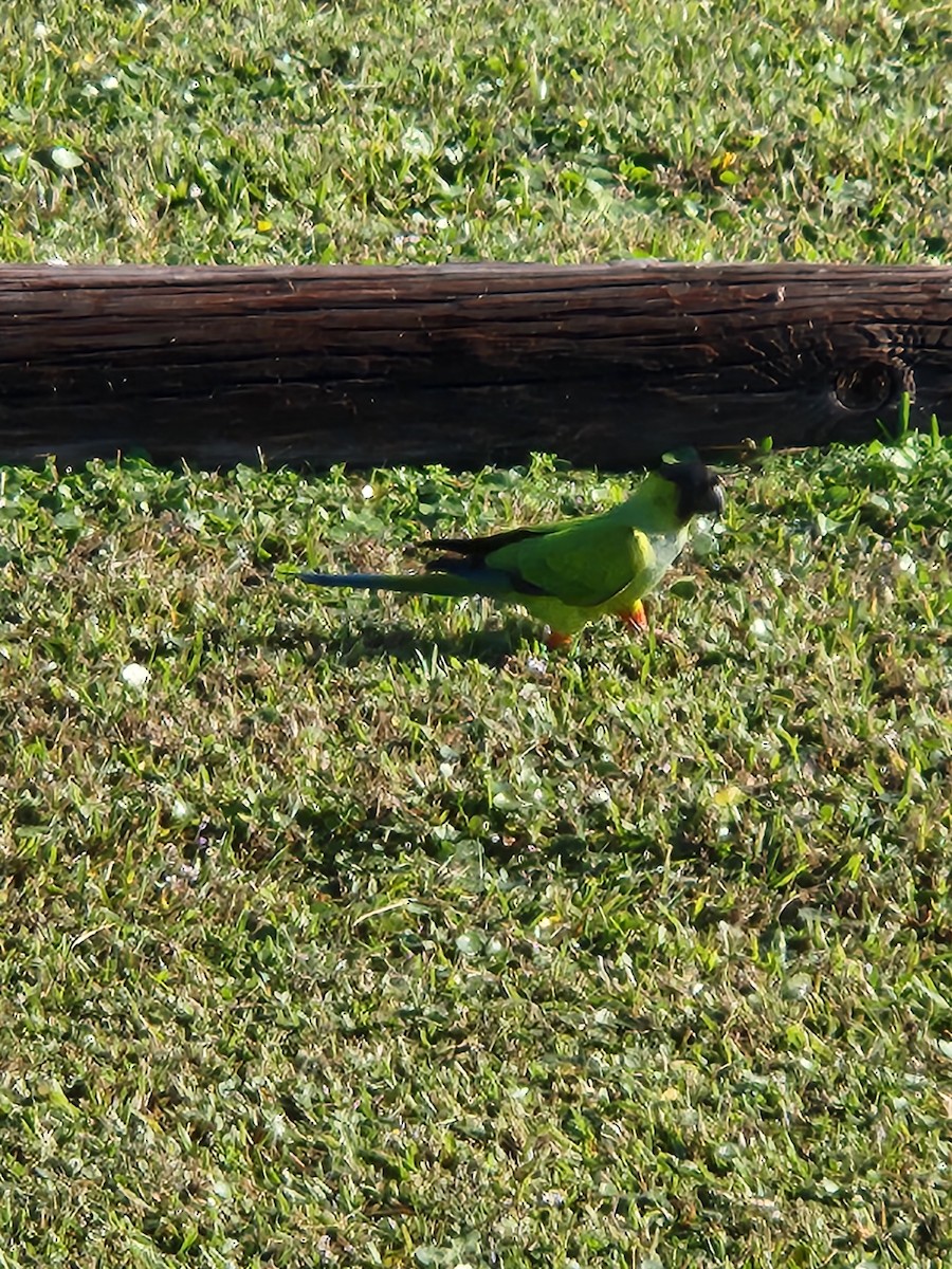 Nanday Parakeet - ML627740966