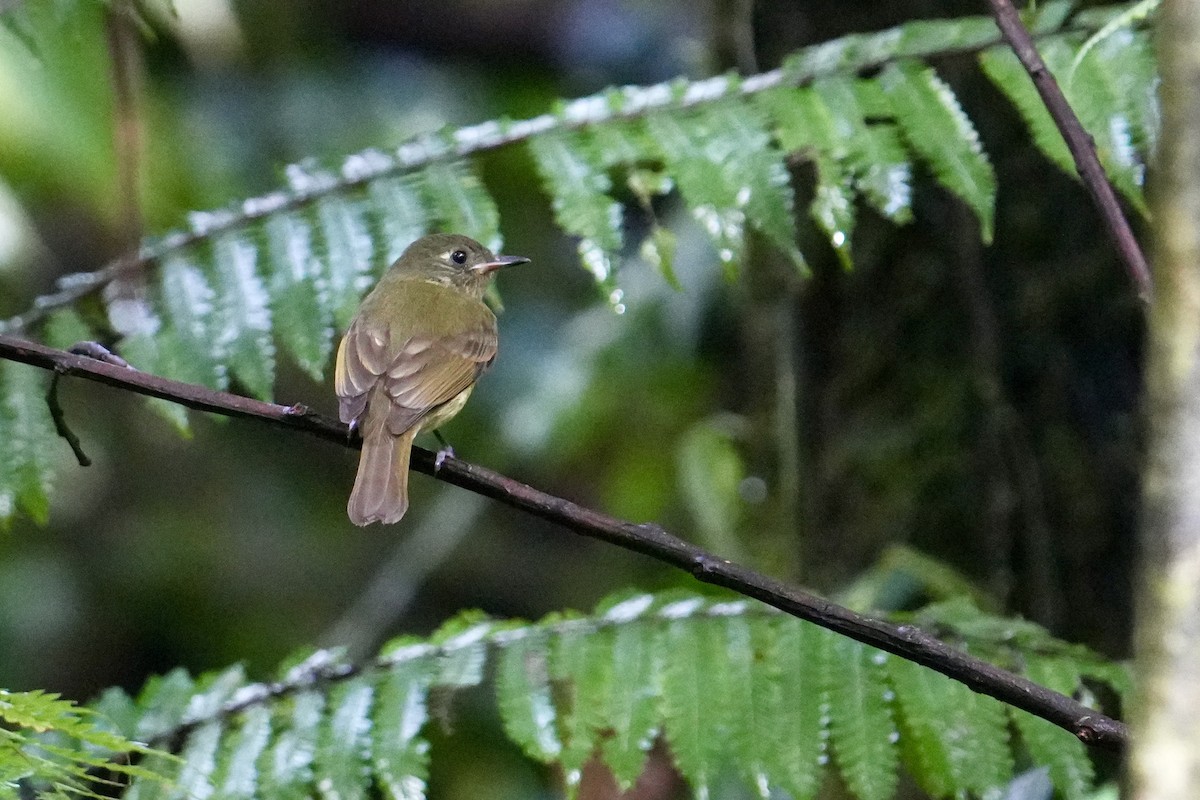 Olive-streaked Flycatcher - ML627741050