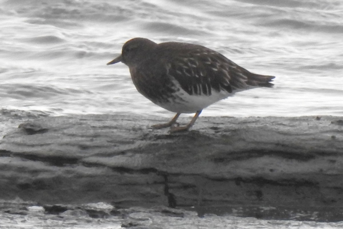 Black Turnstone - ML627741072