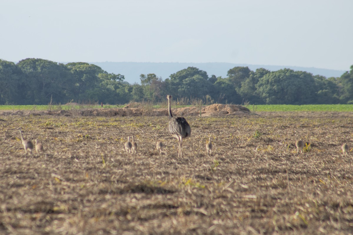 Greater Rhea - ML627741247