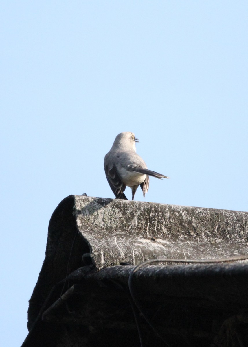 Tropical Mockingbird (Southern) - ML627741288