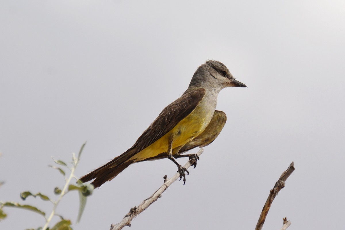 Western Kingbird - ML62774131