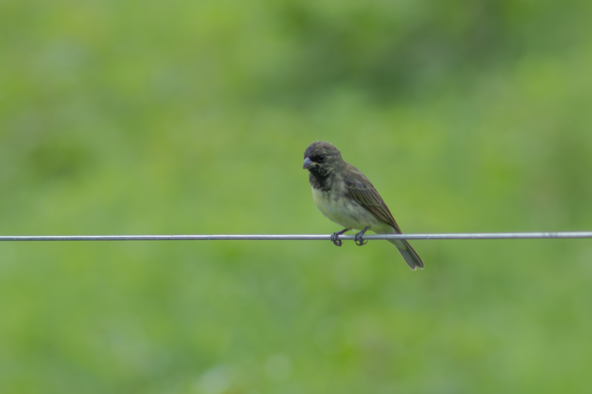 Yellow-bellied Seedeater - ML627741617