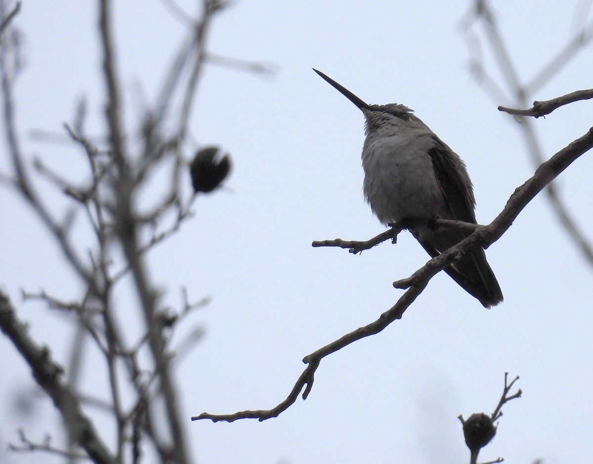 Colibrí Gorjinegro - ML627741657