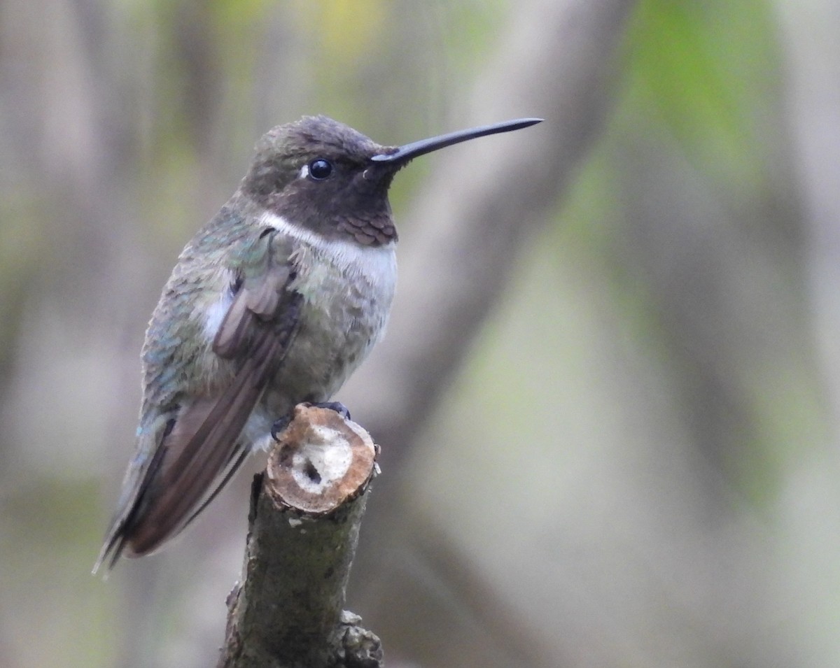 Colibrí Gorjinegro - ML627741666