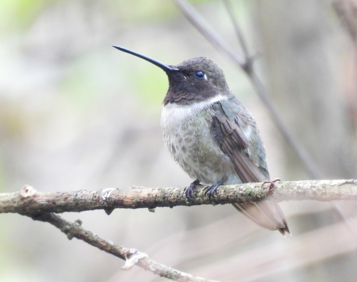 Colibrí Gorjinegro - ML627741707