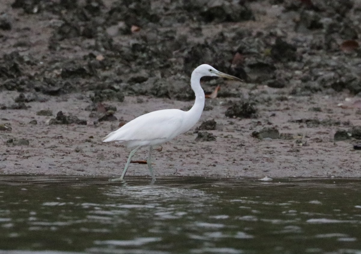 Chinese Egret - ML627741710