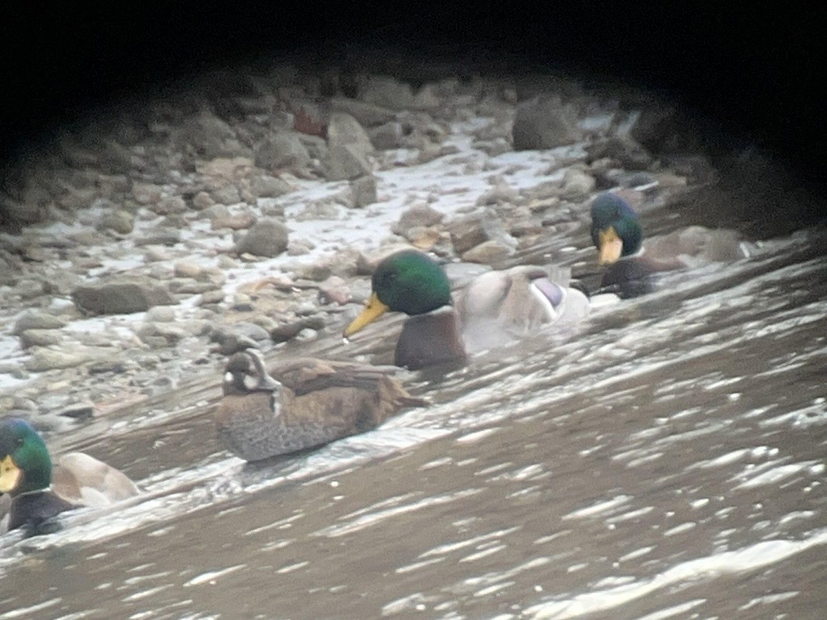 Harlequin Duck - ML627741724