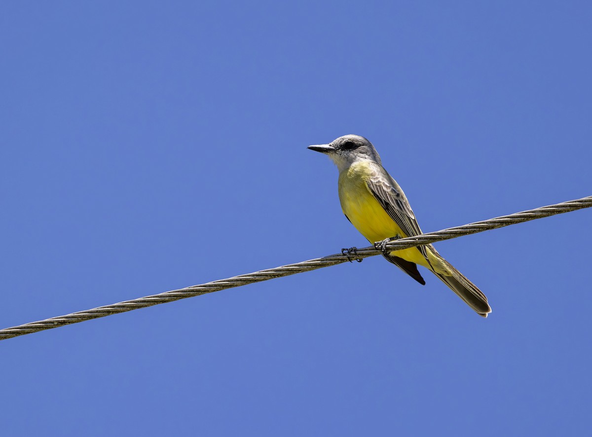 Tropical Kingbird - ML627741730