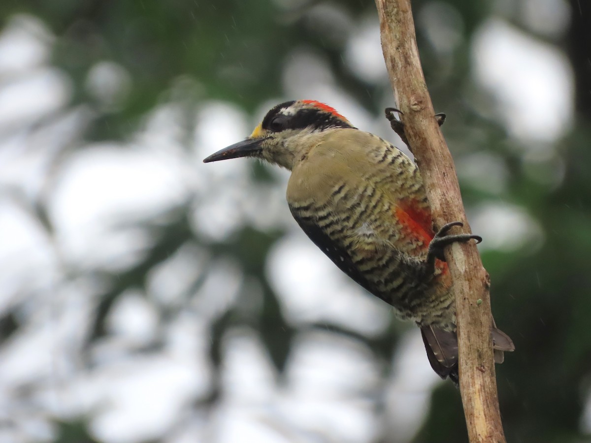 Black-cheeked Woodpecker - ML627741758