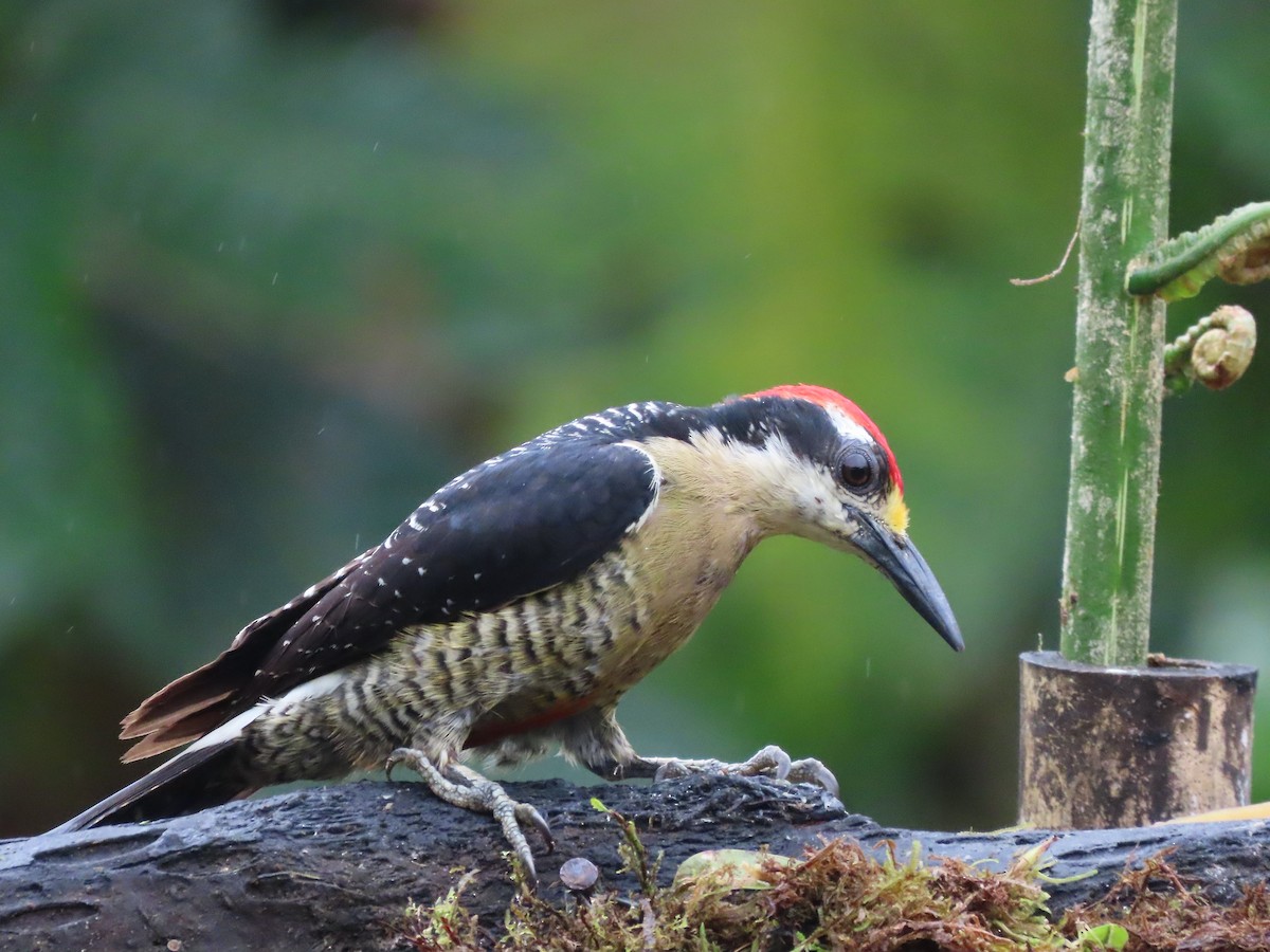 Black-cheeked Woodpecker - ML627741759