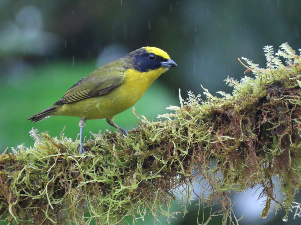 Thick-billed Euphonia (Thick-billed) - ML627741765