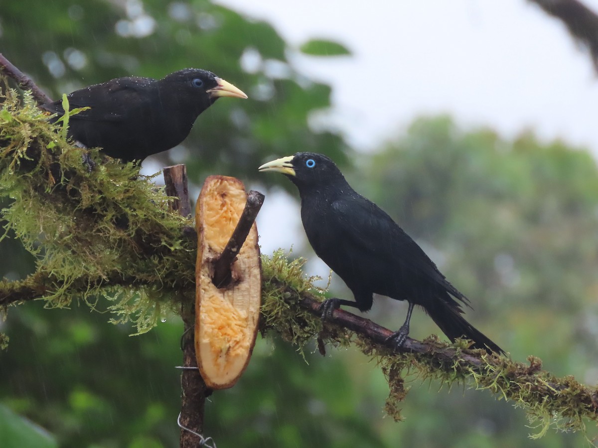 Scarlet-rumped Cacique (Pacific) - ML627741778