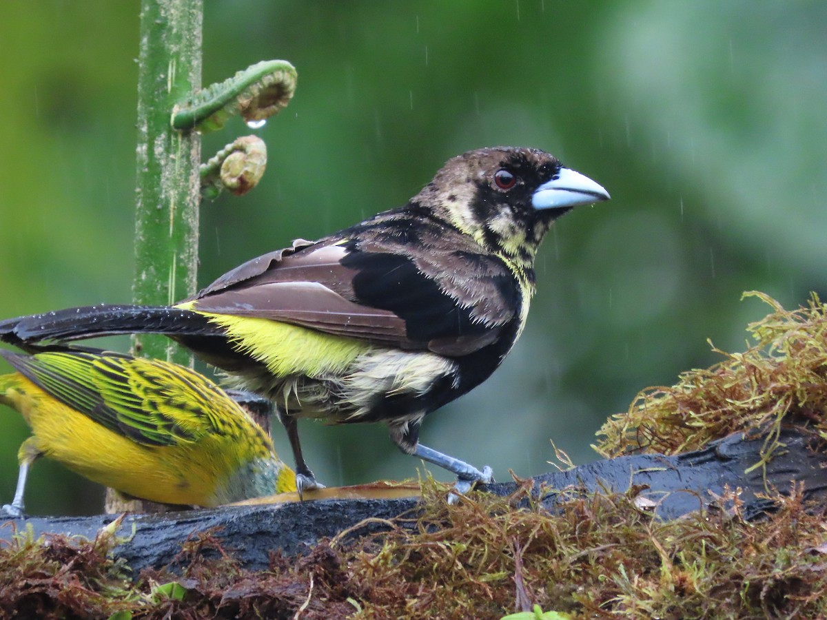 Flame-rumped Tanager (Lemon-rumped) - ML627741779