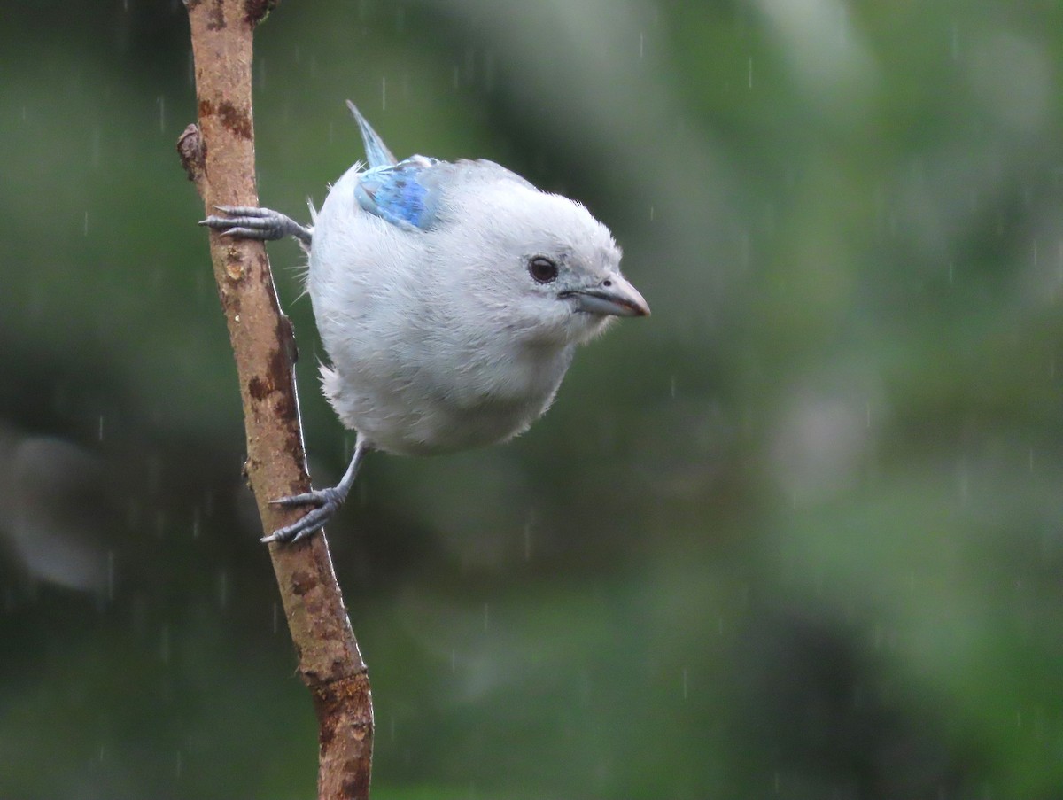 Blue-gray Tanager (Blue-gray) - ML627741781