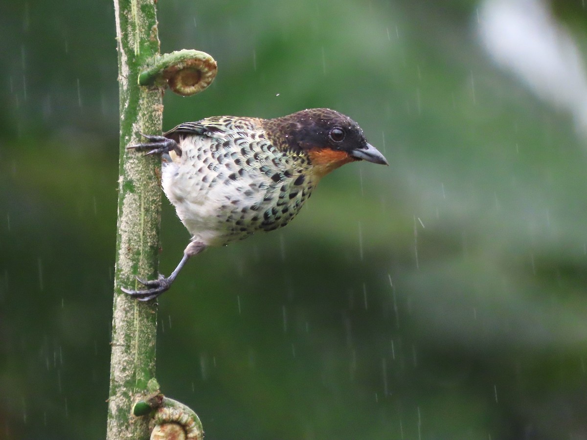 Rufous-throated Tanager - ML627741793