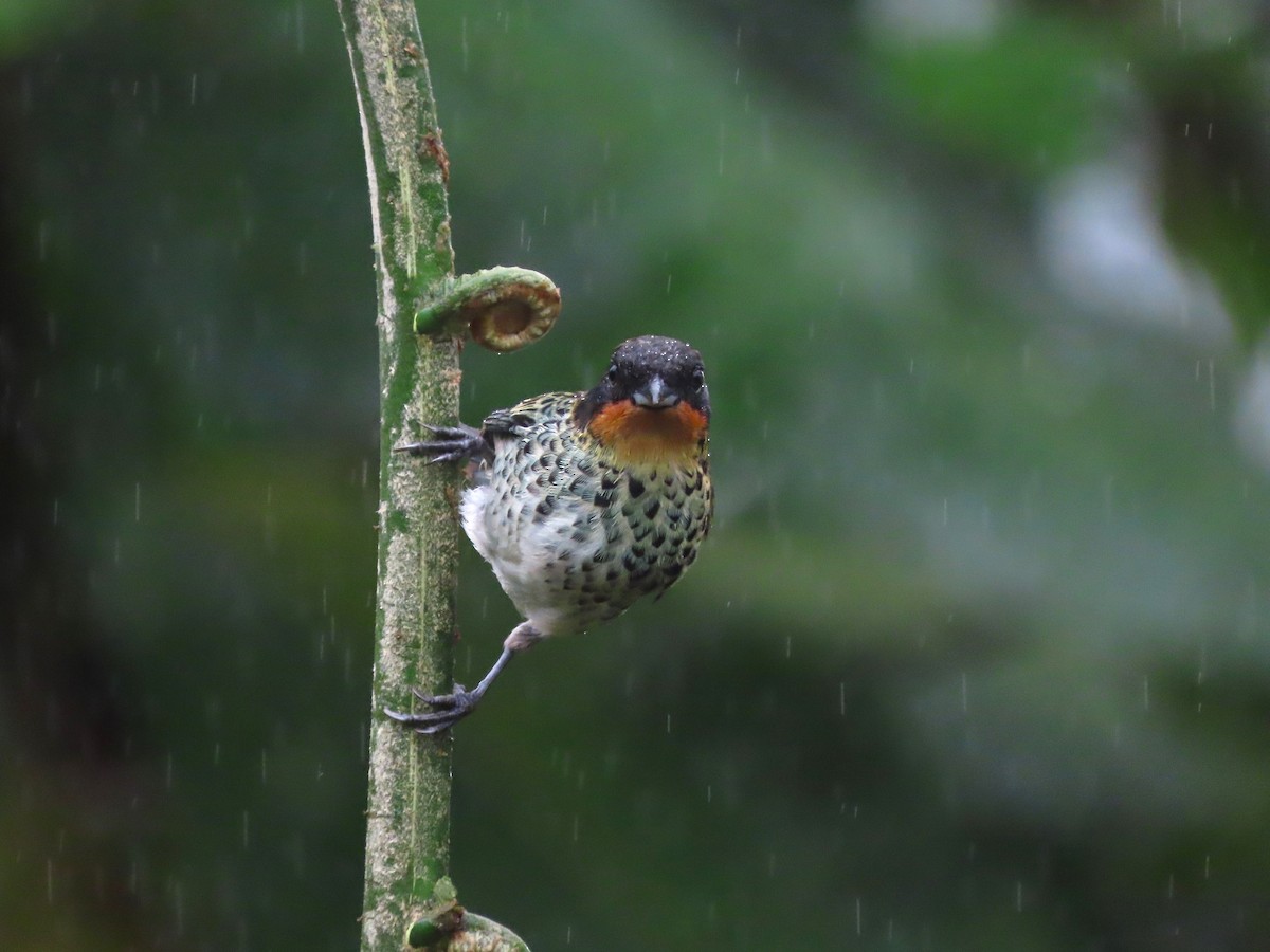 Rufous-throated Tanager - ML627741794