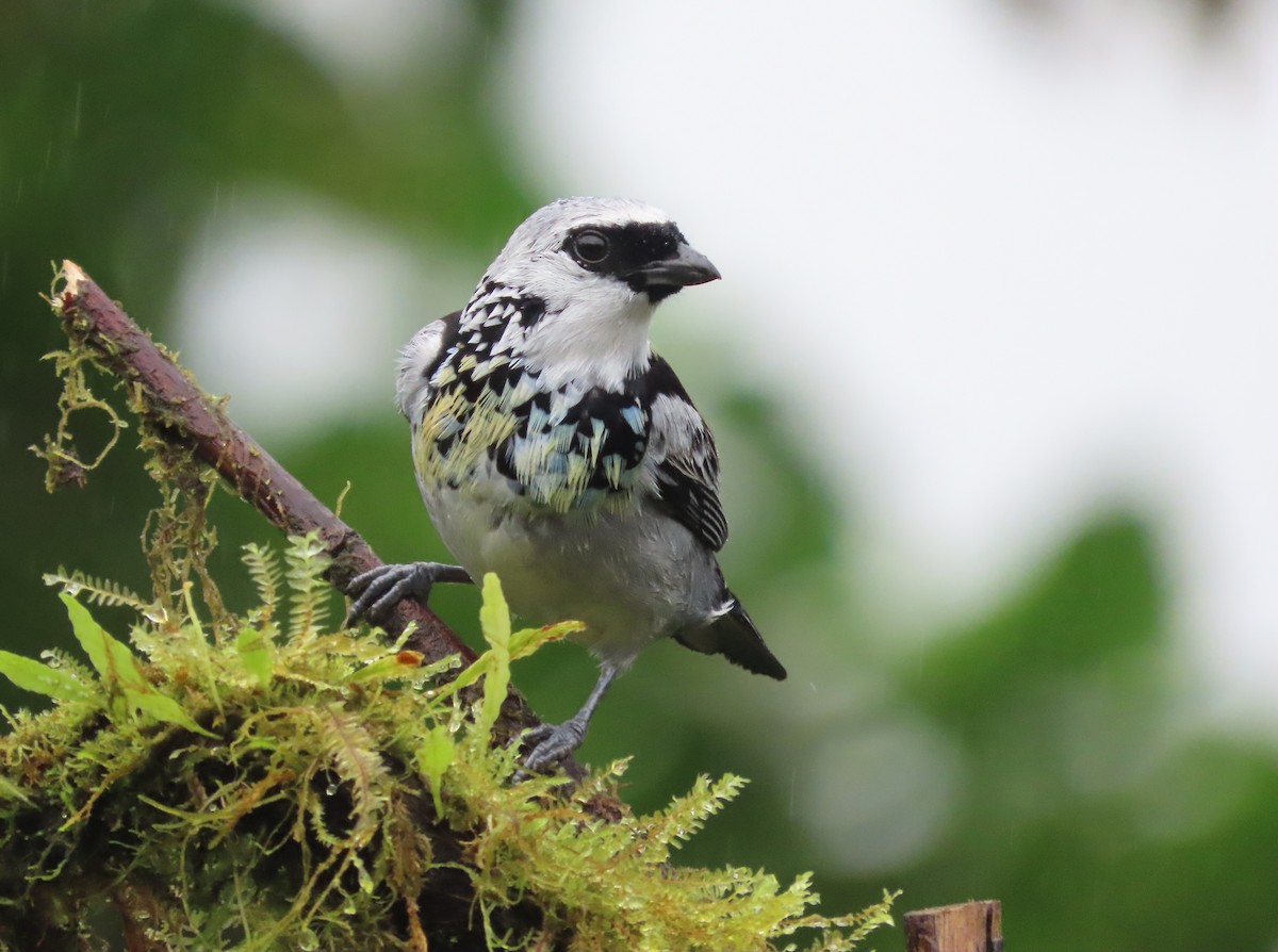 Gray-and-gold Tanager - ML627741803