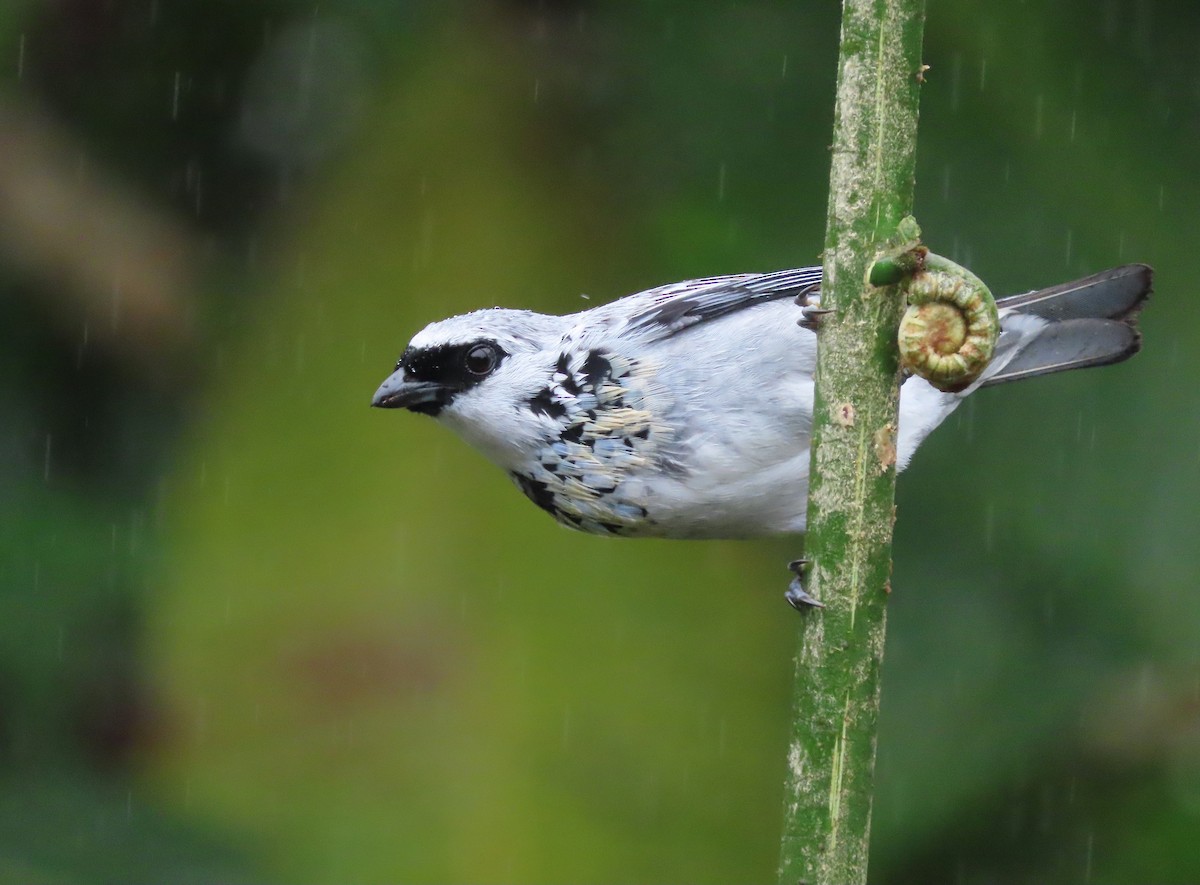 Gray-and-gold Tanager - ML627741804