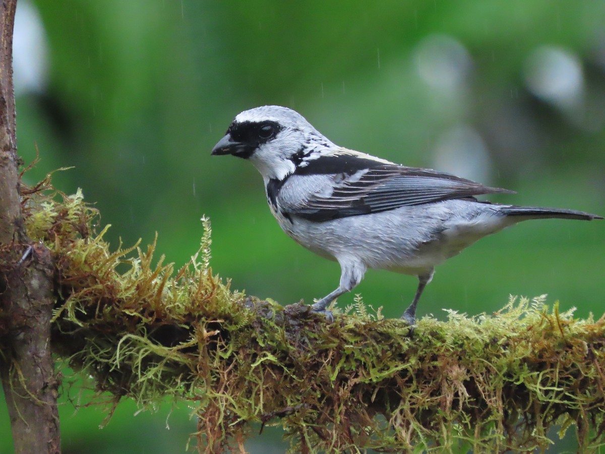 Gray-and-gold Tanager - ML627741805