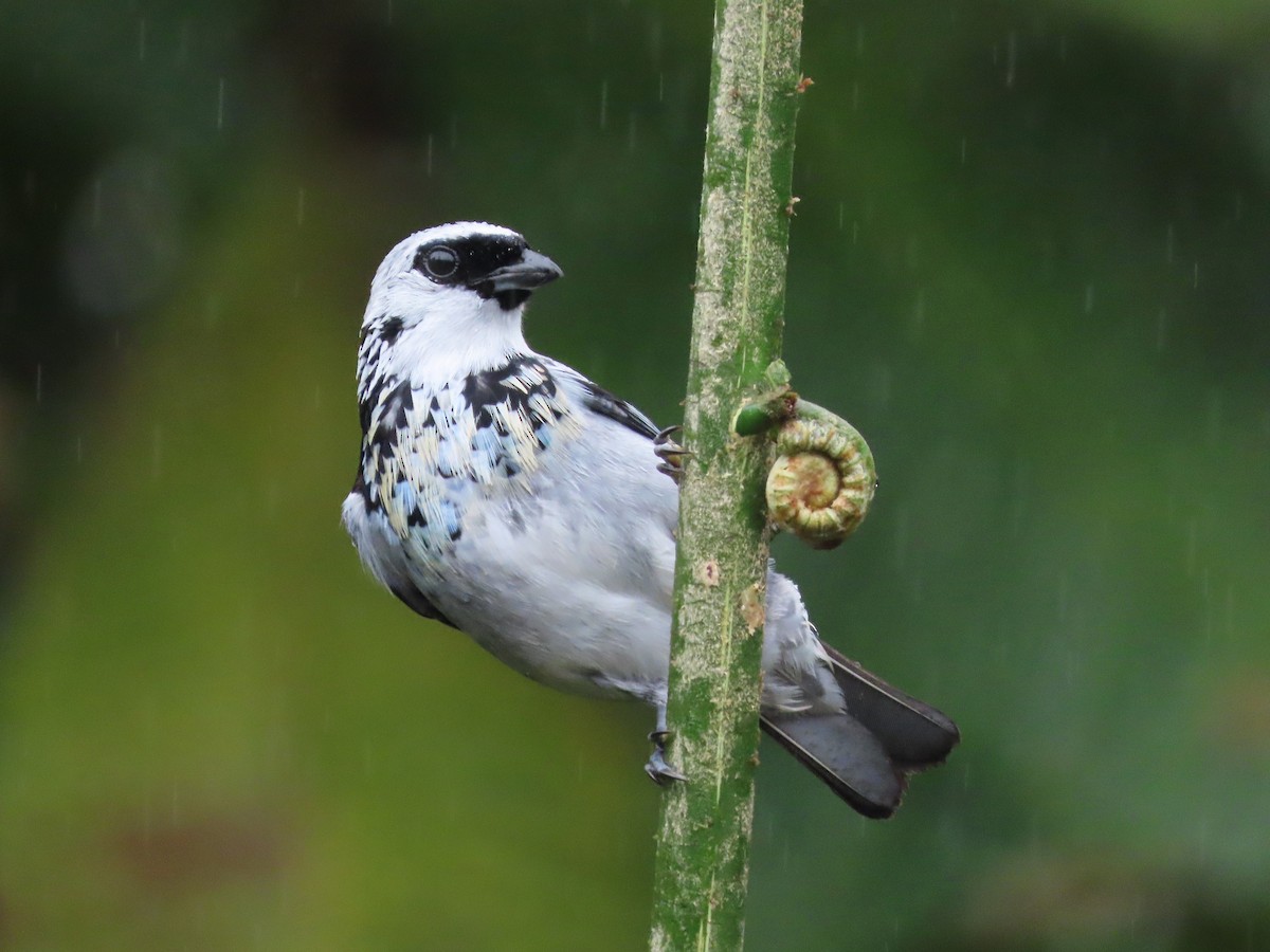 Gray-and-gold Tanager - ML627741807