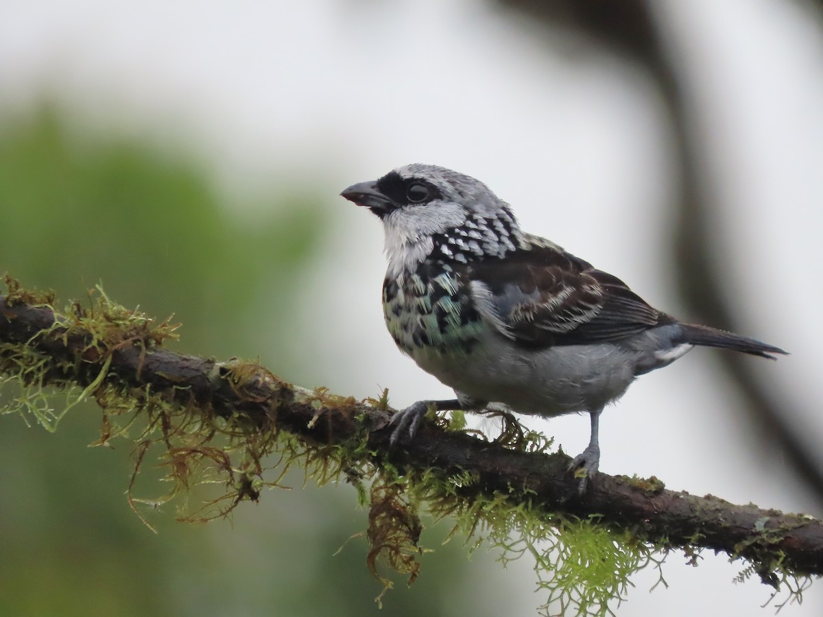 Gray-and-gold Tanager - ML627741811