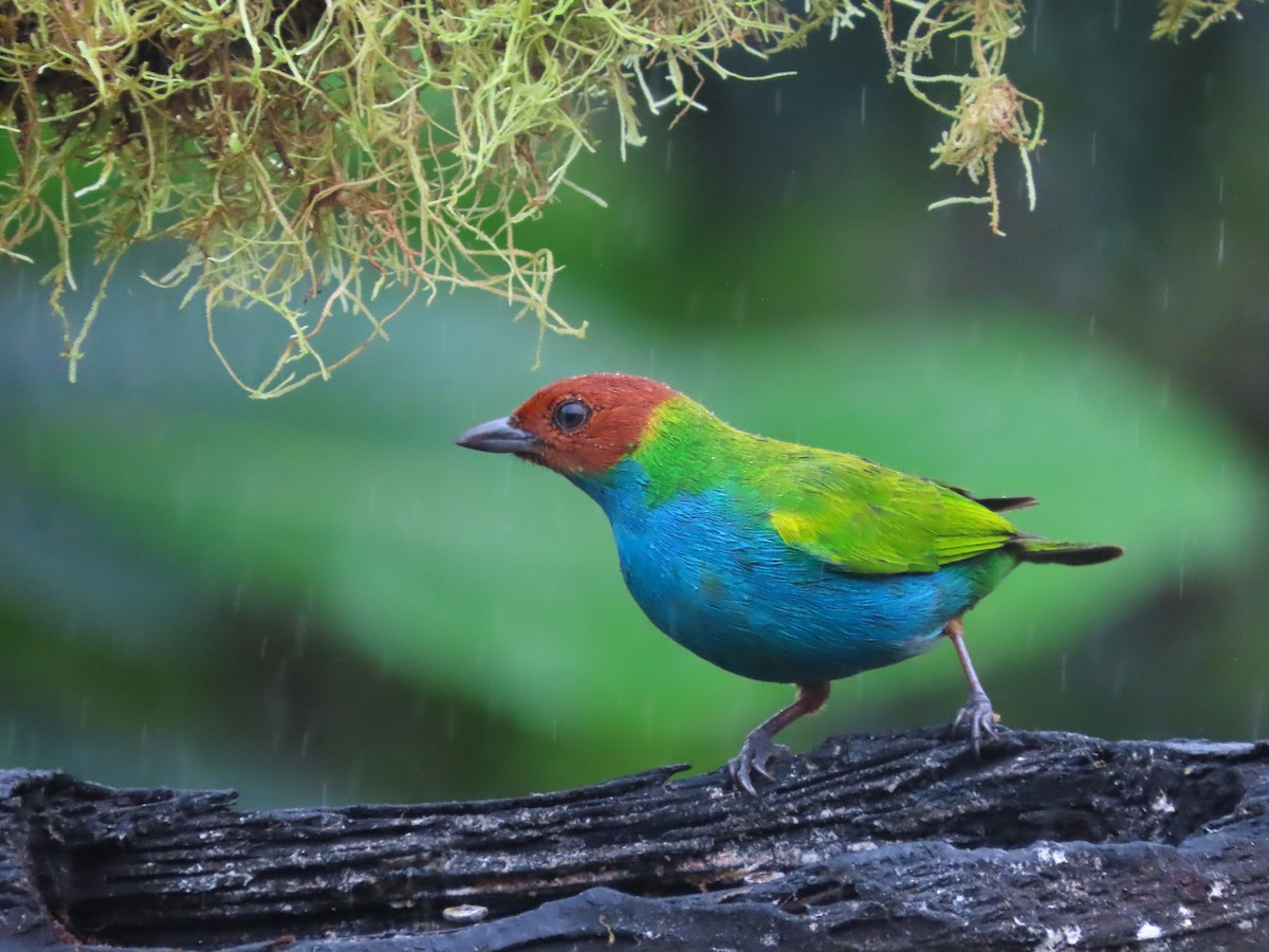 Bay-headed Tanager (Bay-and-blue) - ML627741824