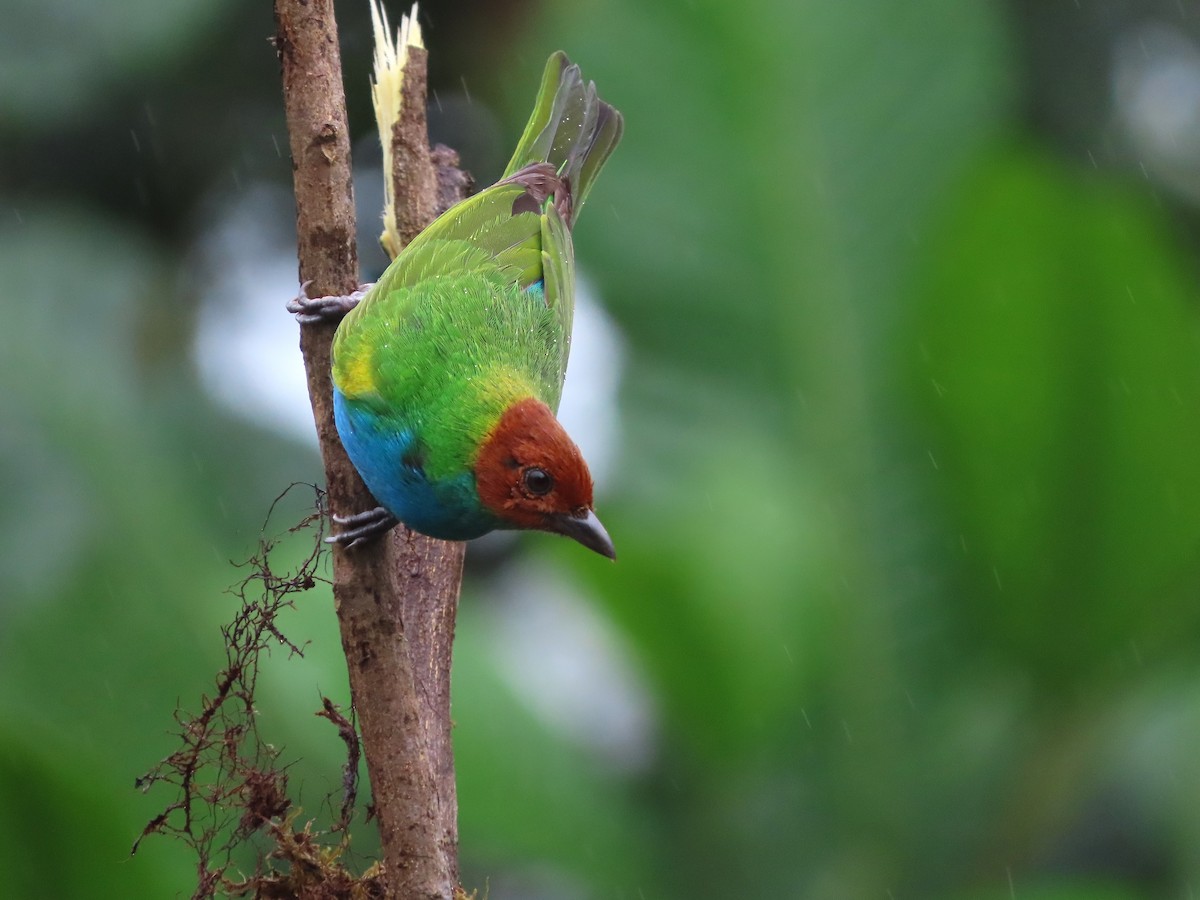 Bay-headed Tanager (Bay-and-blue) - ML627741825