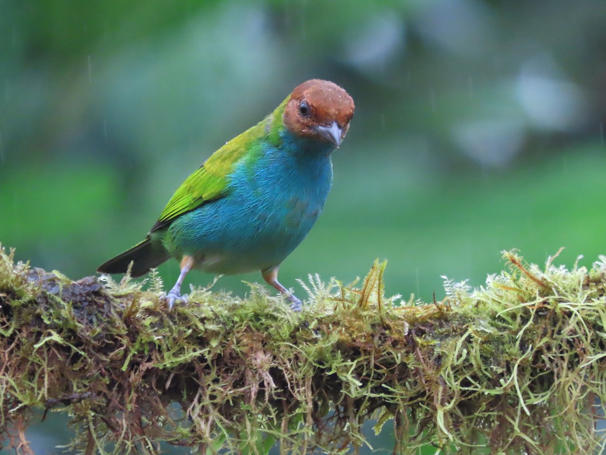 Bay-headed Tanager (Bay-and-blue) - ML627741826