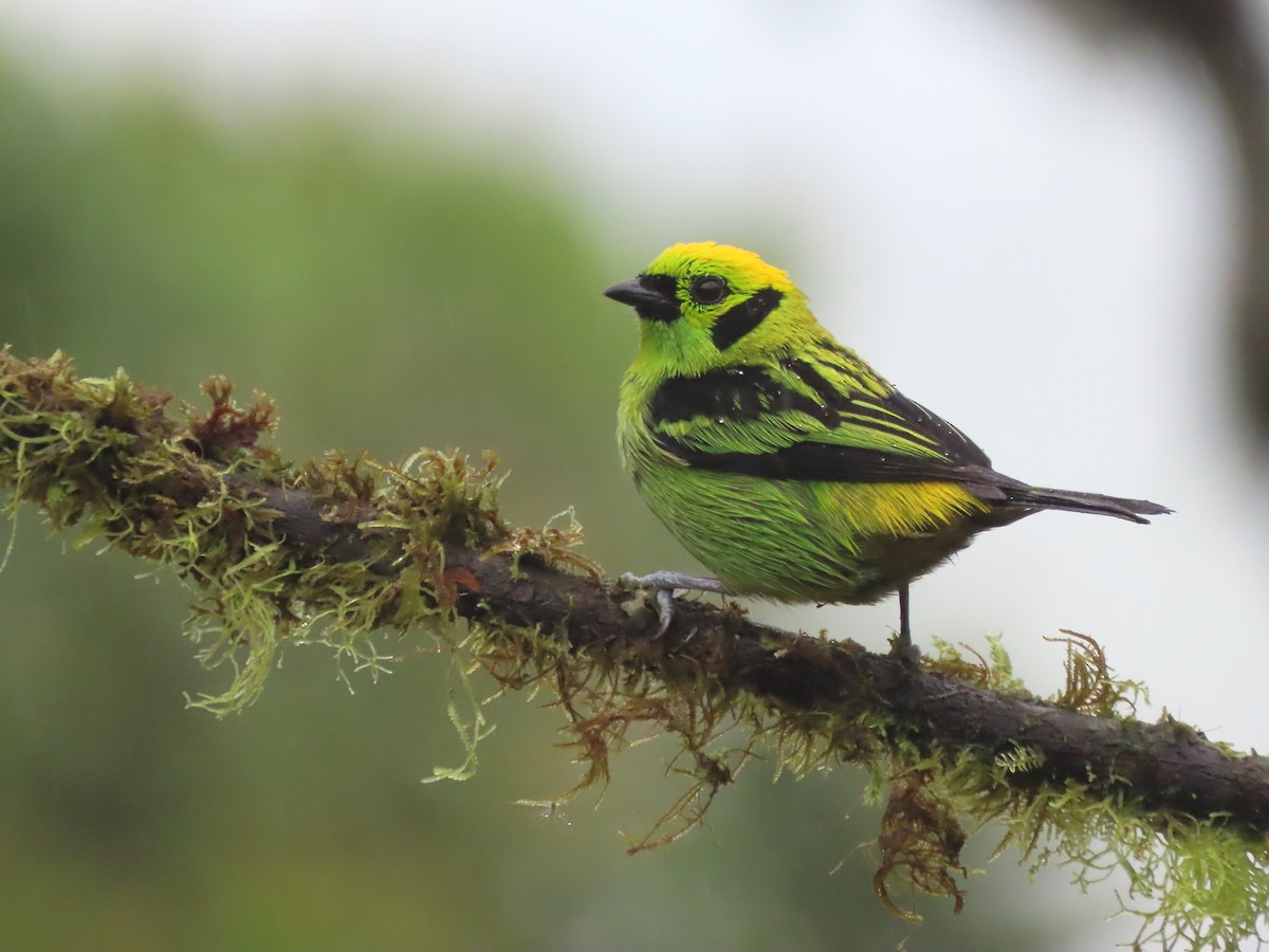 Emerald Tanager - ML627741856