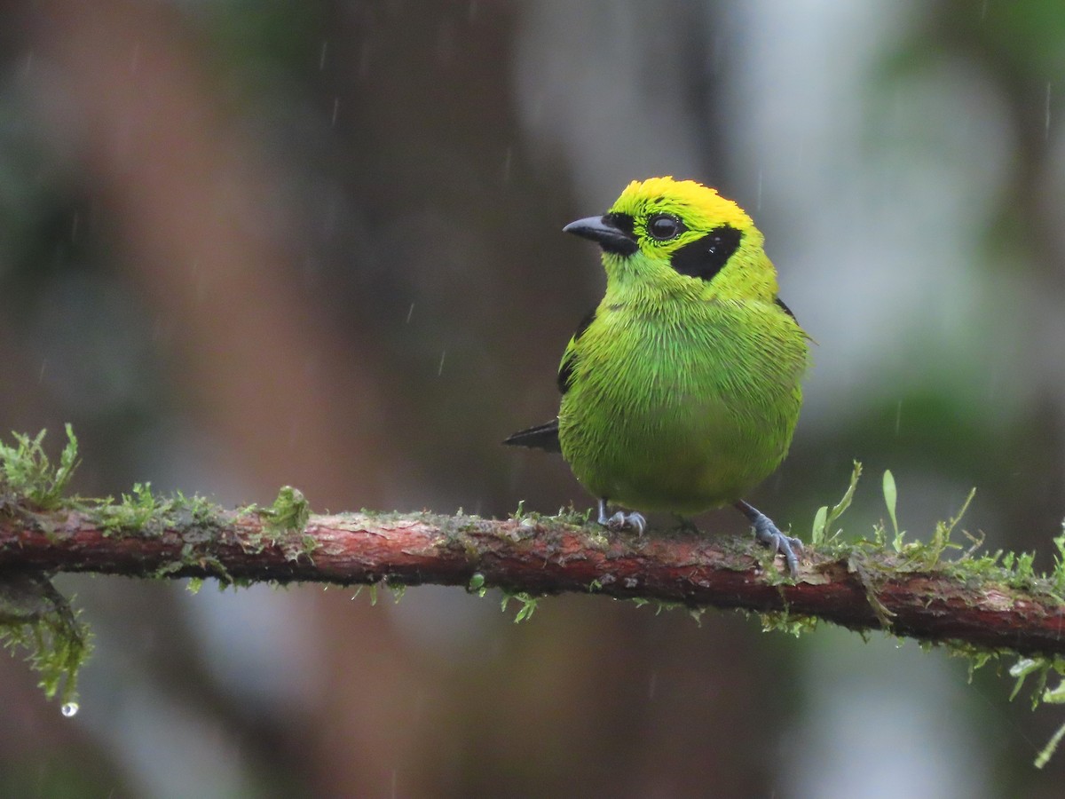 Emerald Tanager - ML627741857