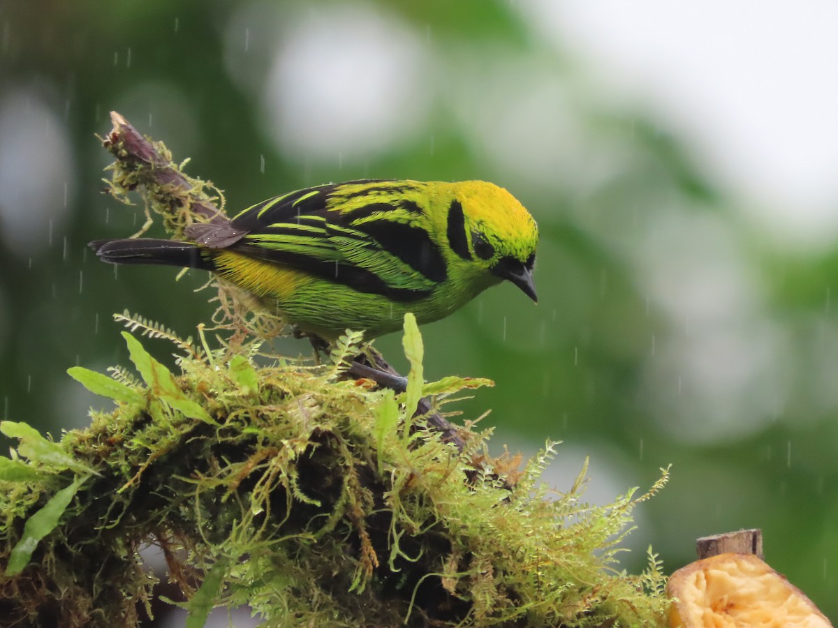 Emerald Tanager - ML627741858